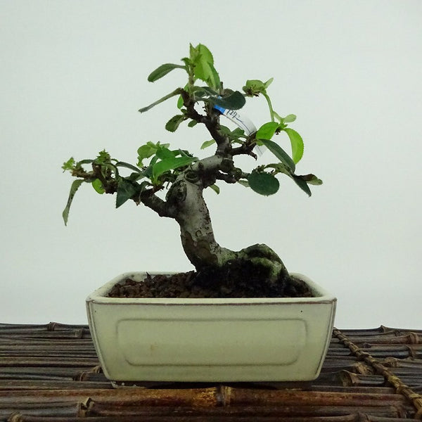 盆栽 花梨 樹高 約13cm かりん Pseudocydonia sinensis カリン バラ科 落葉樹 観賞用 小品 l1154352719