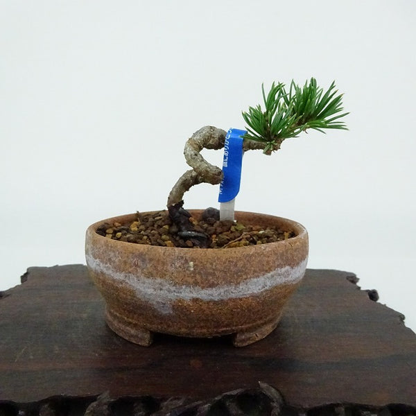 盆栽 松 五葉松 樹高 約5cm ごようまつ Pinus parviflora ゴヨウマツ マツ科 常緑針葉樹 観賞用 小品 r1154332395