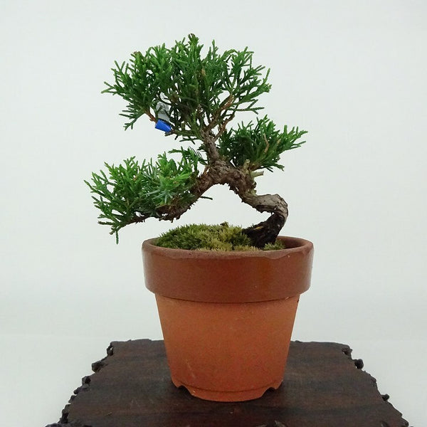 盆栽 真柏 樹高 約11cm しんぱく Juniperus chinensis シンパクヒノキ科 常緑樹 観賞用 小品 t1154338942