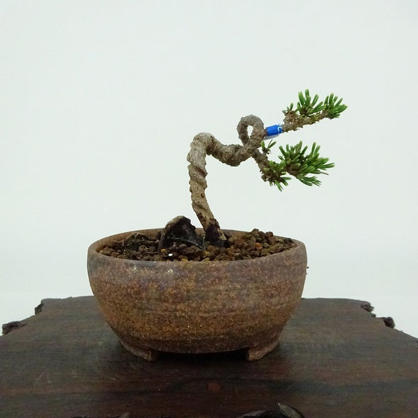 盆栽 松 五葉松 樹高 約5cm ごようまつ Pinus parviflora ゴヨウマツ マツ科 常緑針葉樹 観賞用 小品 w1154359207