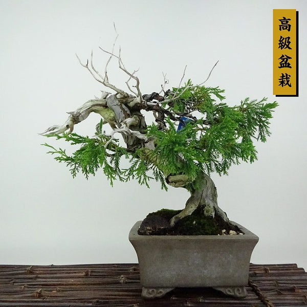 盆栽 真柏 樹高 約25cm しんぱく 高級盆栽 Juniperus chinensis シンパク “ジン シャリ” ヒノキ科 常緑樹 観賞用 w1154350746