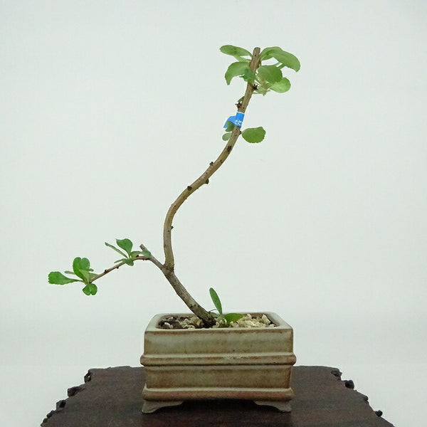 盆栽 梅 長寿梅 樹高 約16cm ちょうじゅばい Chaenomeles japonica 'Chojubai' チョウジュバイ 白 バラ科 ボケ属 落葉樹 観賞用 小品 r1154340355