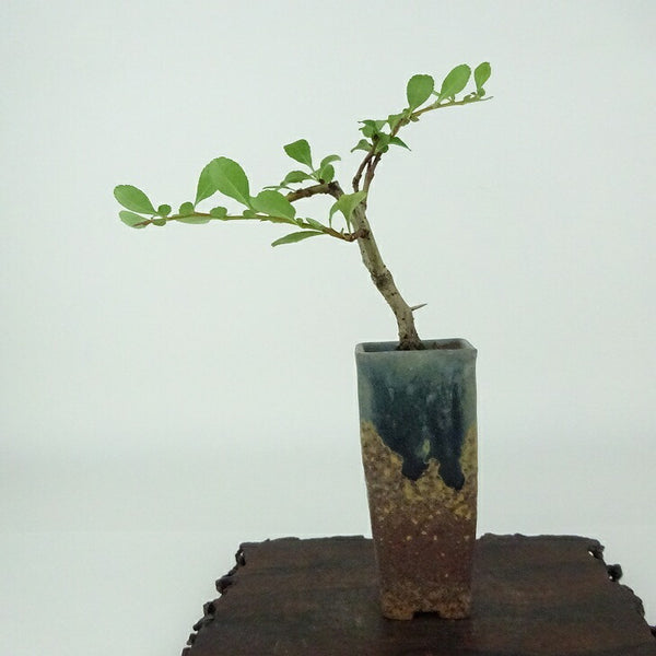 盆栽 梅 長寿梅 樹高 約10cm ちょうじゅばい Chaenomeles japonica 'Chojubai' チョウジュバイ 白 バラ科 ボケ属 落葉樹 観賞用 小品 p1154350453