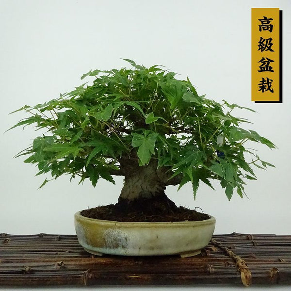 盆栽 紅葉 樹高 約15cm もみじ 高級盆栽 Acer palmatum モミジ カエデ科 落葉樹 観賞用 小品 d1154357170