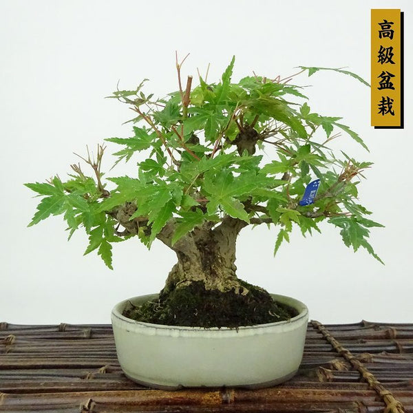 盆栽 紅葉 樹高 約13cm もみじ 高級盆栽 Acer palmatum モミジ カエデ科 落葉樹 観賞用 小品 h1154367409