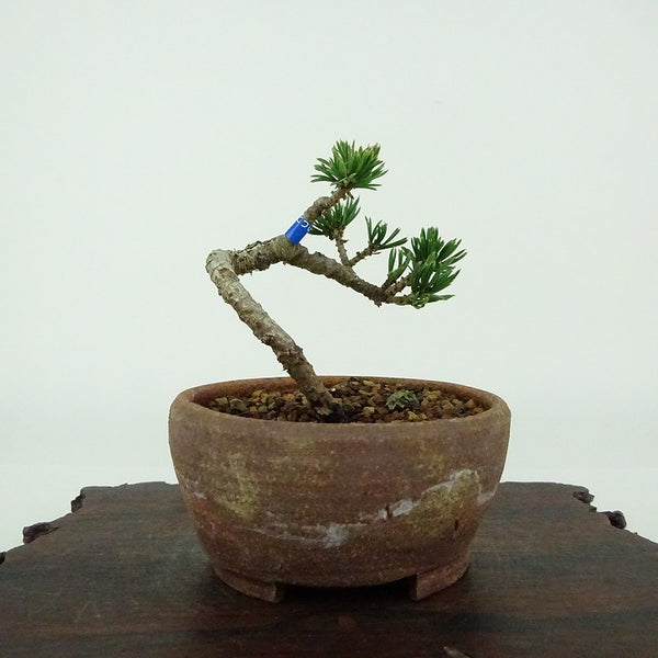 盆栽 松 五葉松 樹高 約6cm ごようまつ Pinus parviflora ゴヨウマツ マツ科 常緑針葉樹 観賞用 小品 k1154345417