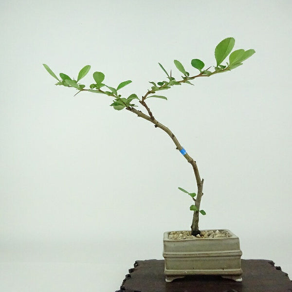 盆栽 梅 長寿梅 樹高 約18cm ちょうじゅばい Chaenomeles japonica 'Chojubai' チョウジュバイ 白 バラ科 ボケ属 落葉樹 観賞用 小品 v1154353384