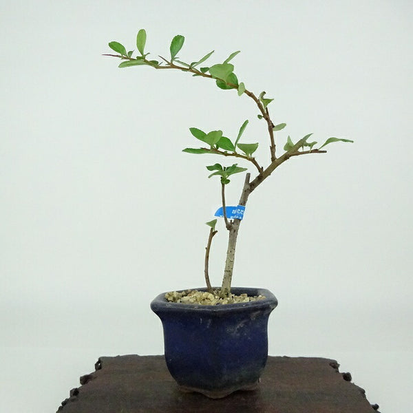 盆栽 梅 長寿梅 樹高 約13cm ちょうじゅばい Chaenomeles japonica 'Chojubai' チョウジュバイ 白 バラ科 ボケ属 落葉樹 観賞用 小品 g1154365554