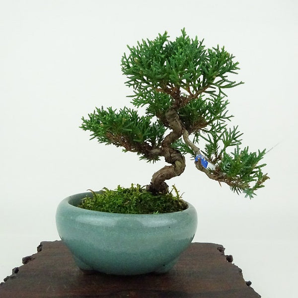 盆栽 真柏 樹高 約11cm しんぱく Juniperus chinensis シンパク ヒノキ科 常緑樹 観賞用 小品 n1154338942