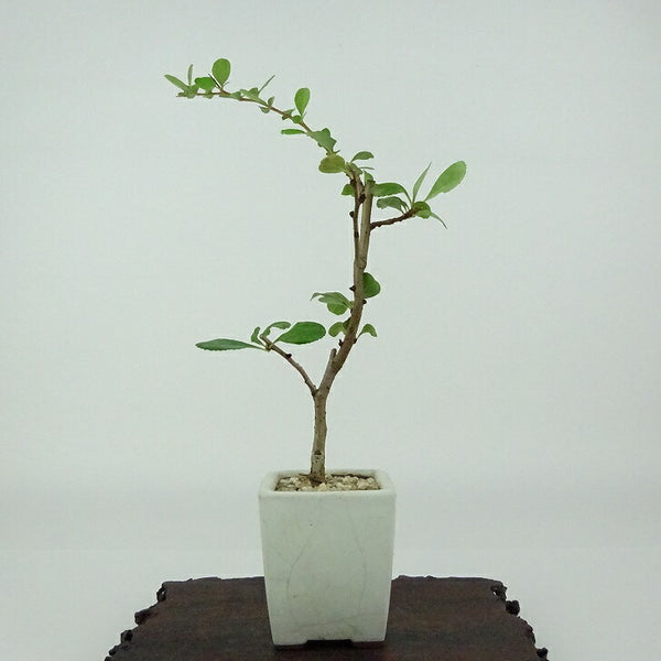 盆栽 梅 長寿梅 樹高 約19cm ちょうじゅばい Chaenomeles japonica 'Chojubai' チョウジュバイ 白 バラ科 ボケ属 落葉樹 観賞用 小品 d1154361963