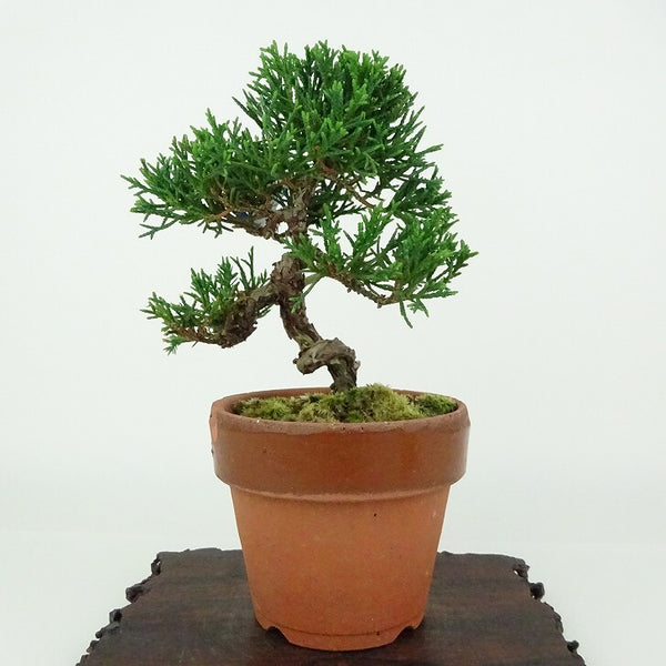 盆栽 真柏 樹高 約13cm しんぱく Juniperus chinensis シンパク ヒノキ科 常緑樹 観賞用 小品 f1154349721