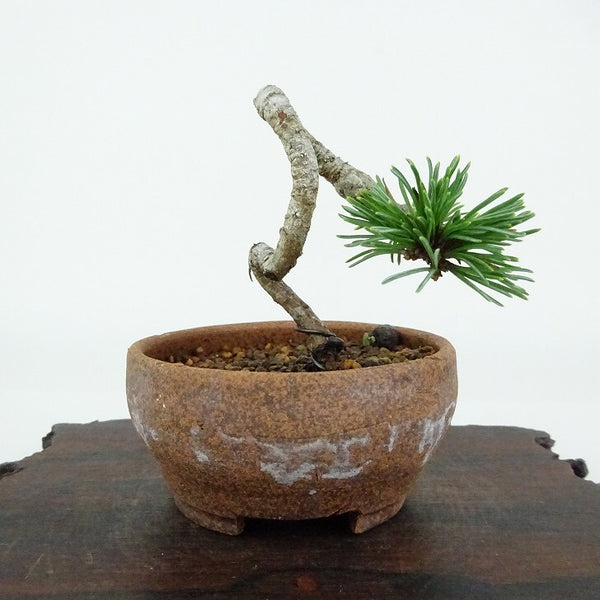 盆栽 松 五葉松 樹高 約6cm ごようまつ Pinus parviflora ゴヨウマツ マツ科 常緑針葉樹 観賞用 小品 r1154340413