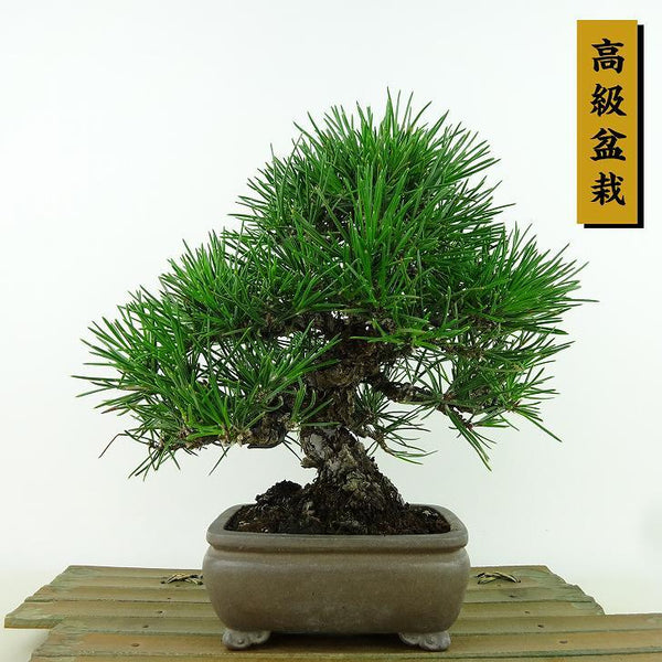 盆栽 松 黒松 樹高 約21cm くろまつ 高級盆栽 Pinus thunbergii クロマツ マツ科 常緑針葉樹 観賞用 l1155339842