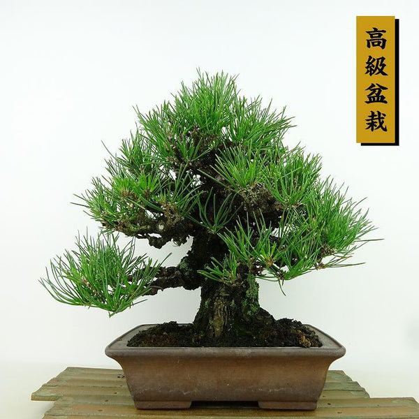 盆栽 松 黒松 樹高 約24cm くろまつ 高級盆栽 Pinus thunbergii クロマツ マツ科 常緑針葉樹 観賞用 d1155351267