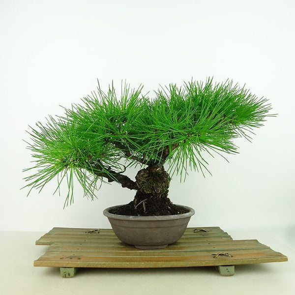 盆栽 松 赤松 樹高 約20cm あかまつ Pinus densiflora アカマツ red pine マツ科 常緑樹 観賞用 小品 f1155338928