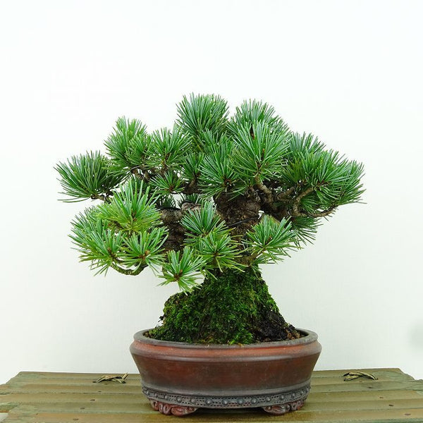 盆栽 松 五葉松 樹高 約16cm ごようまつ Pinus parviflora ゴヨウマツ マツ科 常緑針葉樹 観賞用 小品 f1155339573