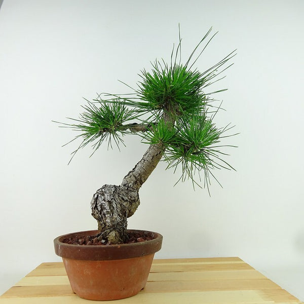 盆栽 松 黒松 樹高 約36cm くろまつ Pinus thunbergii クロマツ マツ科 常緑針葉樹 観賞用 f1155336985