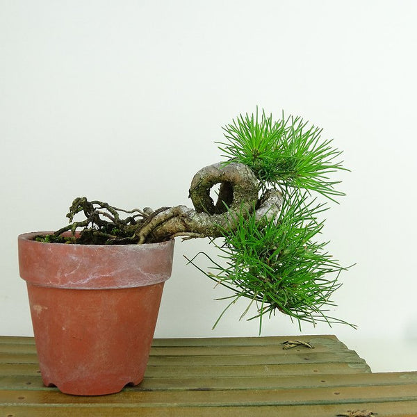 盆栽 松 黒松 樹高 上下 約15cm くろまつ Pinus thunbergii クロマツ マツ科 常緑針葉樹 観賞用 小品 e1155342618