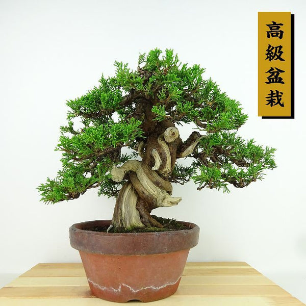 盆栽 真柏 樹高 約23cm しんぱく 高級盆栽 Juniperus chinensis シンパク “ジン シャリ” ヒノキ科 常緑樹 観賞用 x1155335783