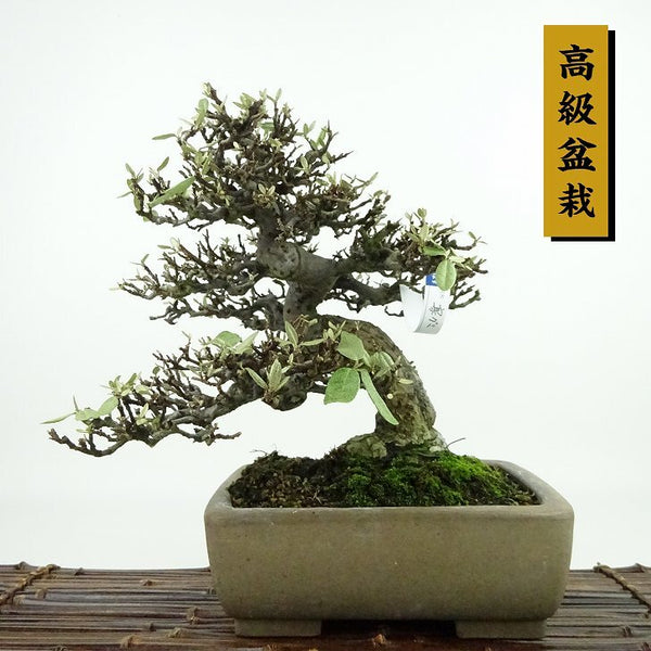 盆栽 寒茱萸 樹高 約24cm かんぐみ 高級盆栽 Elaeagnus カングミ ミ科 常緑樹 観賞用 r1155327730