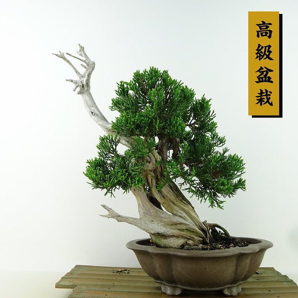 盆栽 真柏 樹高 約24cm しんぱく 高級盆栽 Juniperus chinensis シンパク “ジン シャリ” 山取り ヒノキ科 常緑樹 観賞用 c1155326745