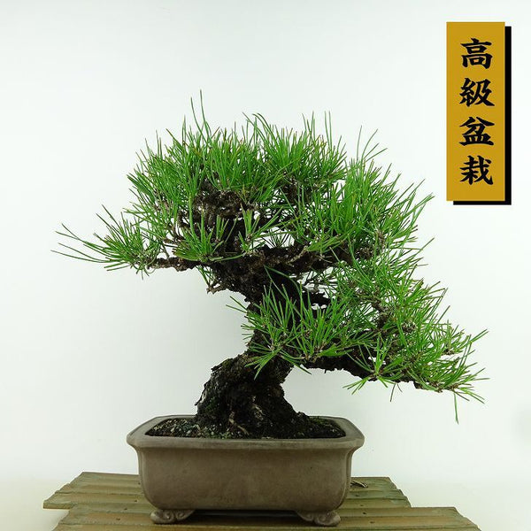 盆栽 松 黒松 樹高 約26cm くろまつ 高級盆栽 Pinus thunbergii クロマツ マツ科 常緑針葉樹 観賞用 o1155350369