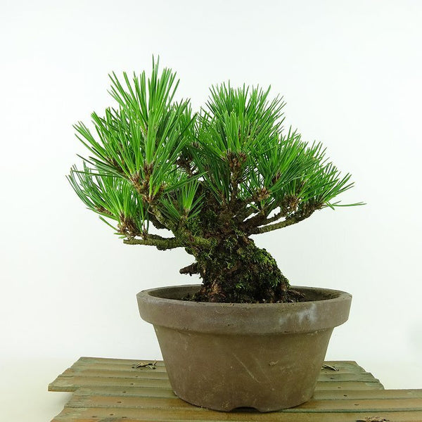 盆栽 松 黒松 瑞宝 樹高 約19cm くろまつ Pinus thunbergii クロマツ マツ科 常緑針葉樹 観賞用 小品 e1155336495