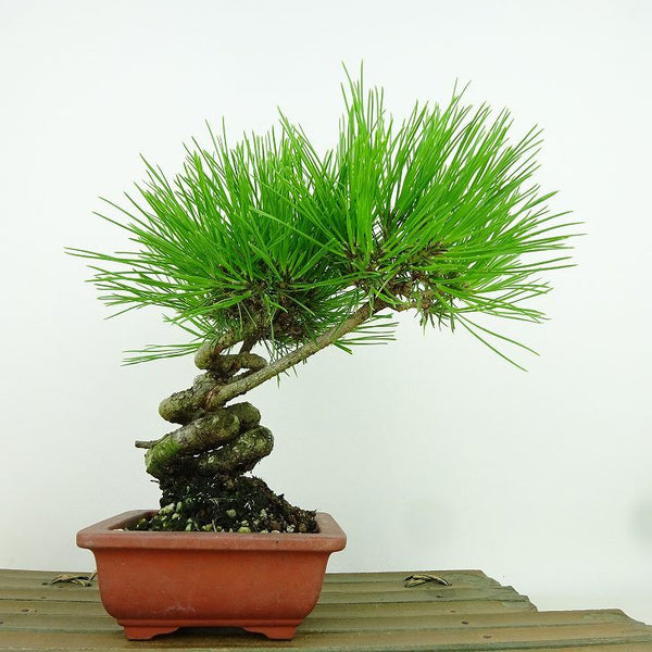 盆栽 松 赤松 樹高 約18cm あかまつ Pinus densiflora アカマツ red pine マツ科 常緑樹 観賞用 小品 q1155341680