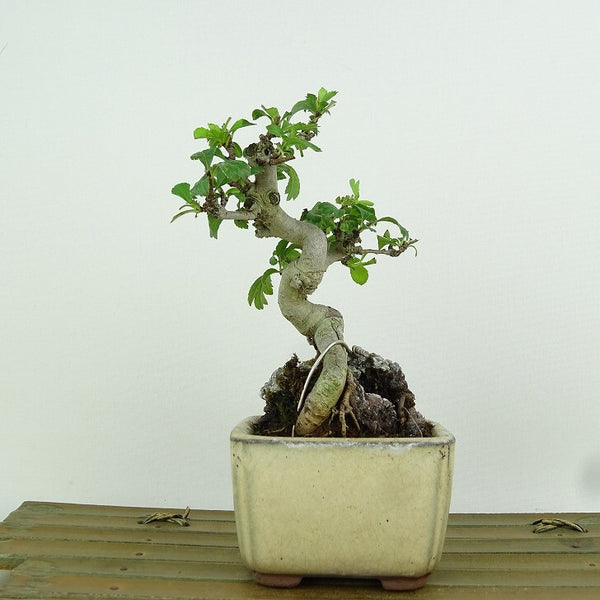 盆栽 山査子 樹高 約14cm さんざし Crataegus cuneata サンザシ バラ科 サンザシ属 落葉樹 観賞用 小品 g1155353716