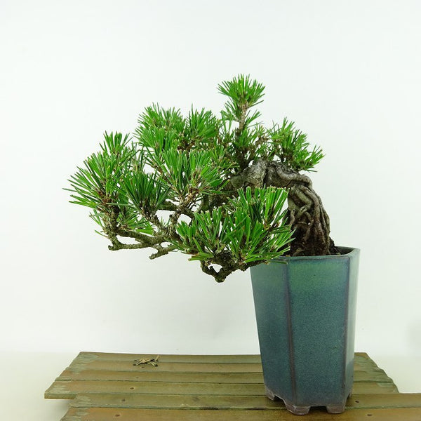 盆栽 松 黒松 樹高 上下 約15cm くろまつ Pinus thunbergii クロマツ マツ科 常緑針葉樹 観賞用 小品 v1155343649