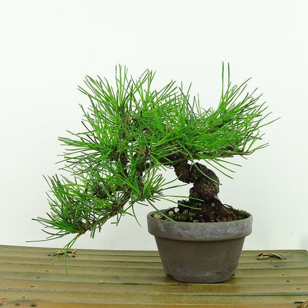 盆栽 松 赤松 樹高 上下 約15cm あかまつ Pinus densiflora アカマツ red pine マツ科 常緑樹 観賞用 小品 x1155338024