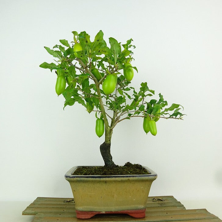 盆栽 老爺柿 日暮し 樹高 約25cm ろうやがき Diospyros rhombifolia ロウヤガキ 実物 雌木 カキノキ科 落葉～半落葉樹  観賞用 t1155328449 - 森流 GreenFlow - 動植物造景專門店