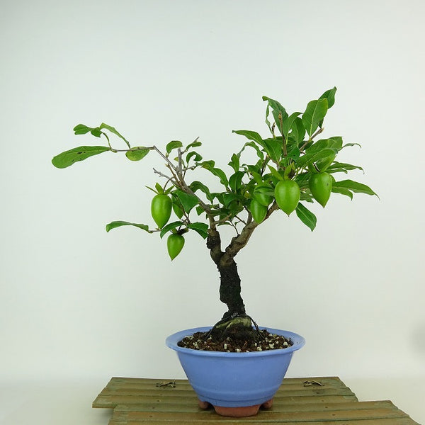 盆栽 老爺柿 紅大筆 樹高 約26cm ろうやがき Diospyros rhombifolia ロウヤガキ 実物 雌木 カキノキ科 落葉～半落葉樹 観賞用 b1155350759