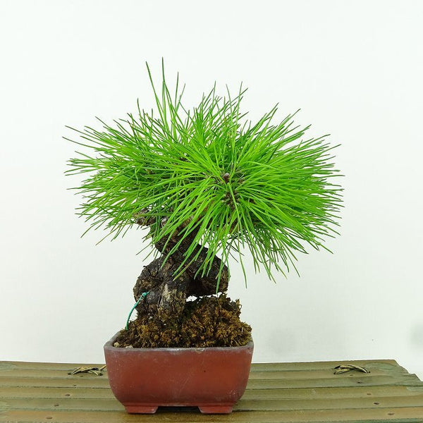 盆栽 松 赤松 樹高 約15cm あかまつ Pinus densiflora アカマツ red pine マツ科 常緑樹 観賞用 小品 x1155340059