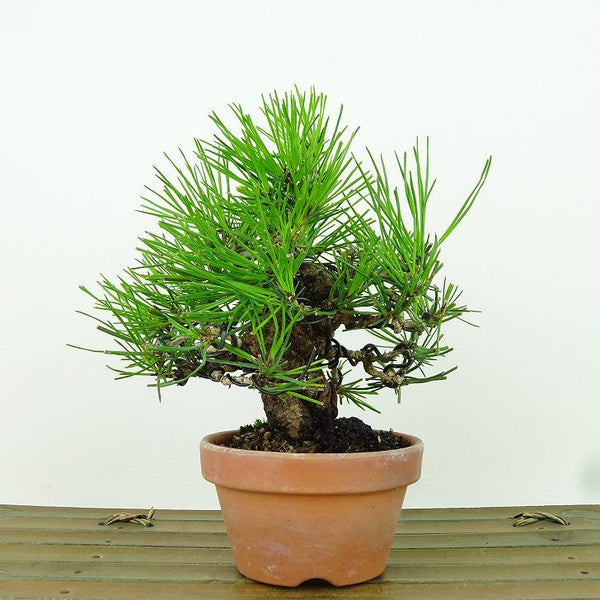 盆栽 松 赤松 樹高 約13cm あかまつ Pinus densiflora アカマツ red pine マツ科 常緑樹 観賞用 小品 o1155353206