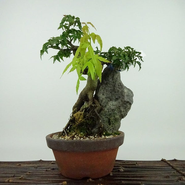 盆栽 紅葉 獅子頭 樹高 21cm もみじ Acer palmatum モミジ シシガシラ 石付き カエデ科 落葉樹 観賞用 b1155351805