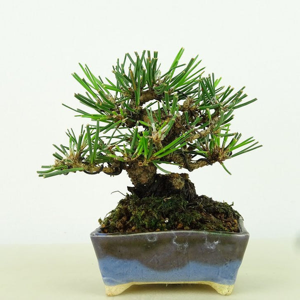 盆栽 松 黒松 樹高 約9cm くろまつ Pinus thunbergii クロマツ マツ科 常緑針葉樹 観賞用 小品 t1155335968