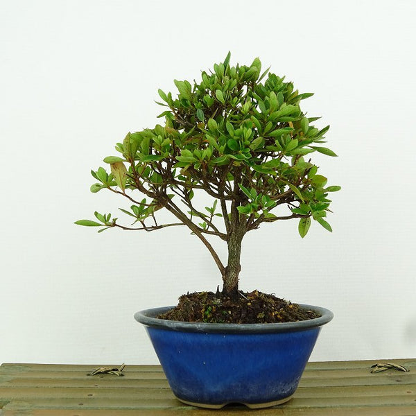 盆栽 久留米ツツジ 春仙 樹高 約14cm つつじ Rhododendron ツツジ ツツジ科 落葉樹 観賞用 小品 g1155400057