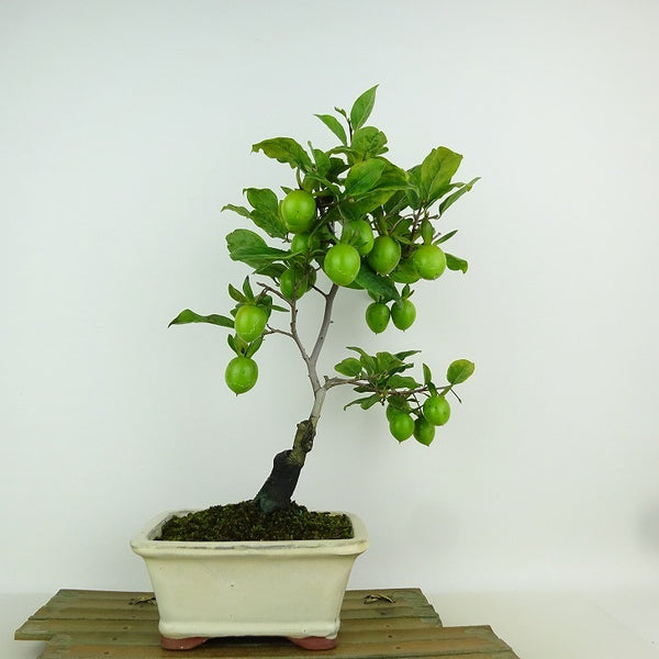 盆栽 老爺柿 樹高 約33cm ろうやがき Diospyros rhombifolia ロウヤガキ カキノキ科 落葉～半落葉樹 観賞用 n1155378580