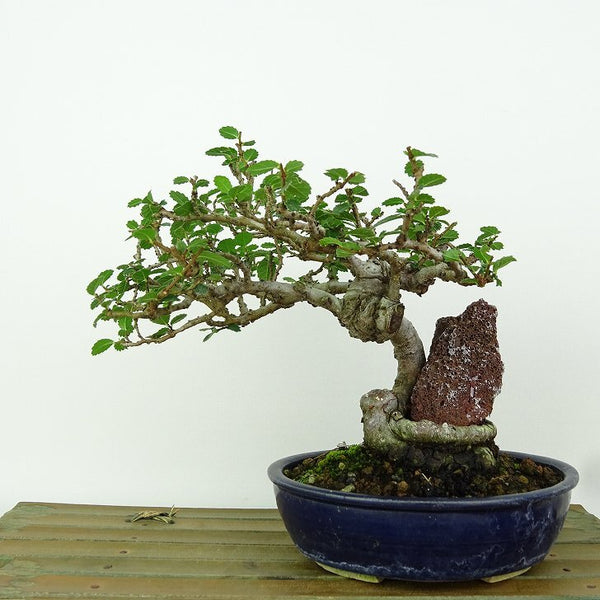 盆栽 楡欅 樹高 約14cm にれけやき Ulmus parvifolia ニレケヤキ 紅葉 軽石付き ニレ科 落葉樹 観賞用 小品 1155370724