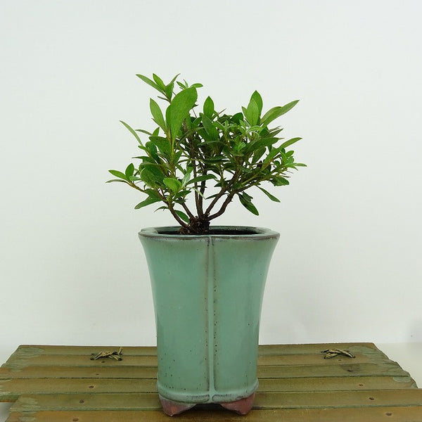 盆栽 皐月 新翠 樹高 約10cm さつき Rhododendron indicum サツキ ツツジ科 常緑樹 観賞用 小品 w1155389579