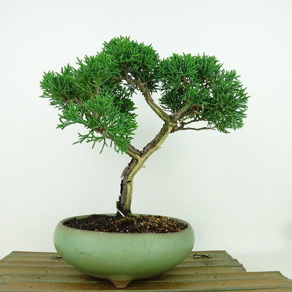 盆栽 真柏 樹高 約21cm しんぱく Juniperus chinensis シンパク ヒノキ科 常緑樹 観賞用 s1155386989