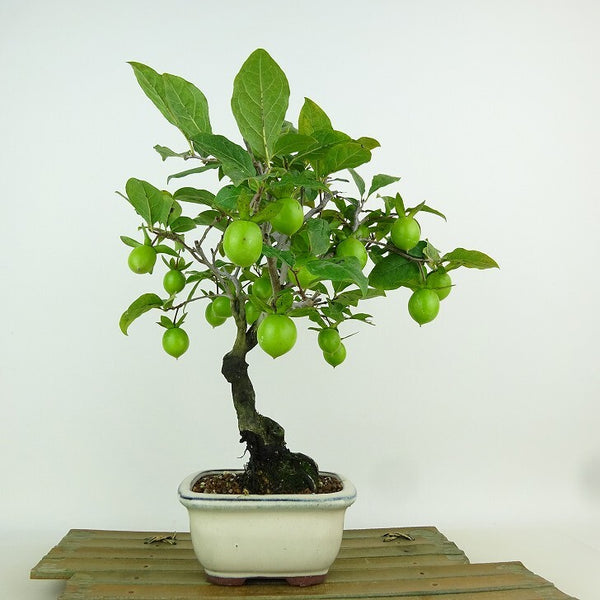 盆栽 老爺柿 紅大福 樹高 約23cm ろうやがき Diospyros rhombifolia ロウヤガキ 実物 雌木 カキノキ科 落葉～半落葉樹 観賞用 k1155381035