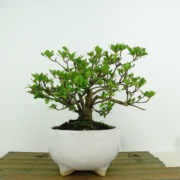 盆栽 皐月 山ノ光 樹高 約14cm さつき Rhododendron indicum サツキ ツツジ科 常緑樹 観賞用 小品 1155370432