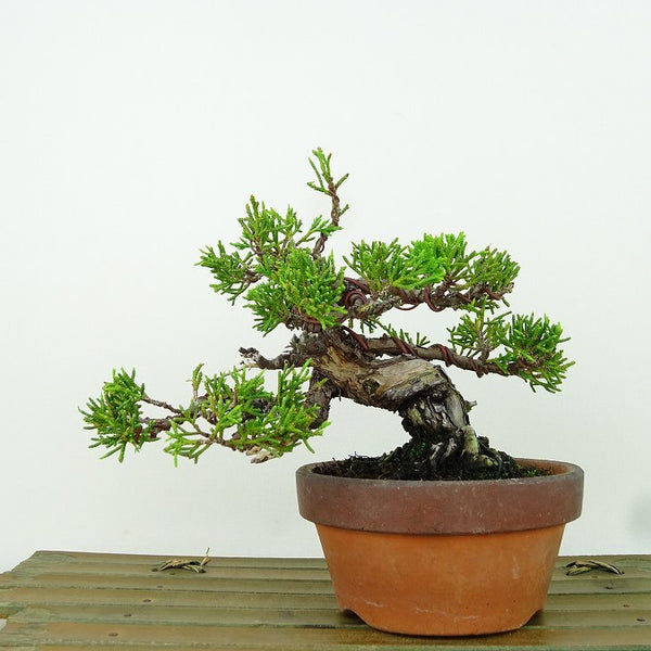 盆栽 真柏 樹高 約12cm しんぱく Juniperus chinensis シンパク “ジン シャリ” ヒノキ科 常緑樹 観賞用 小品 l1155390614