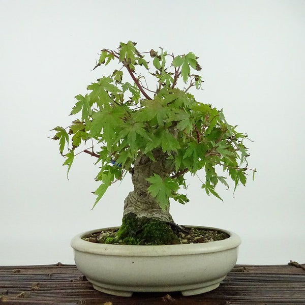 盆栽 紅葉 樹高 約18cm もみじ Acer palmatum モミジ カエデ科 落葉樹 観賞用 小品 r1155655504