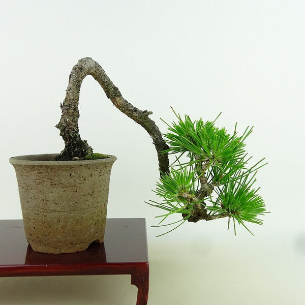 盆栽 松 黒松 樹高 上下 約17cm くろまつ Pinus thunbergii クロマツ マツ科 常緑針葉樹 観賞用 小品 t1155657463