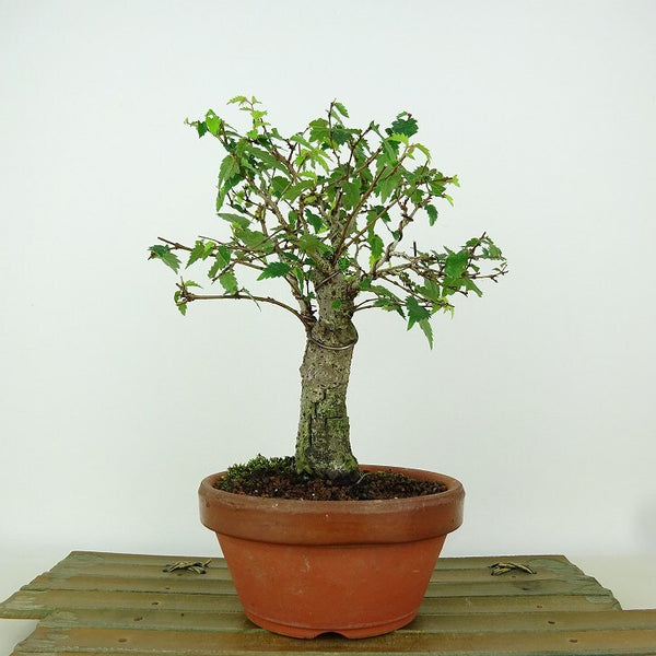 盆栽 欅 樹高 約19cm けやき Zelkova serrata ケヤキ 紅葉 ニレ科 ケヤキ属 落葉樹 観賞用 小品 c1155667999