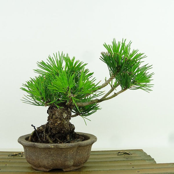 盆栽 松 黒松 樹高 約13cm くろまつ Pinus thunbergii クロマツ マツ科 常緑針葉樹 観賞用 小品 s1155927645