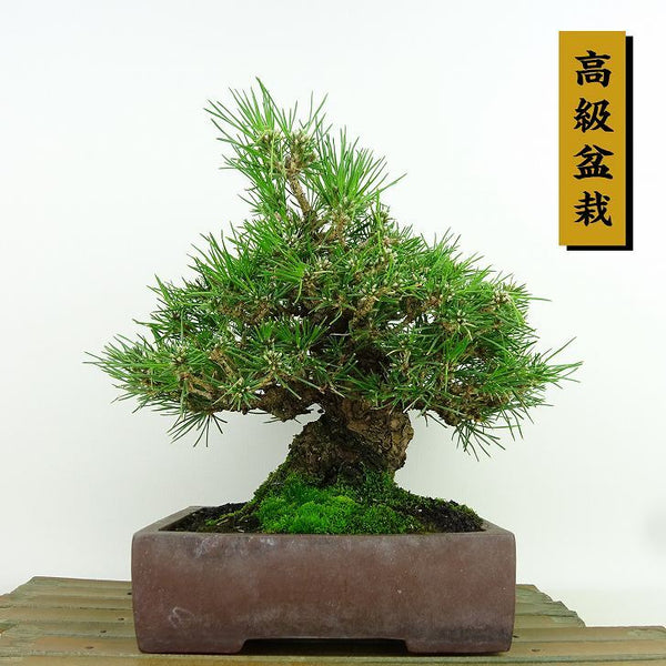 盆栽 松 黒松 樹高 約20cm くろまつ 高級盆栽 Pinus thunbergii クロマツ マツ科 常緑針葉樹 観賞用 小品 d1155934621